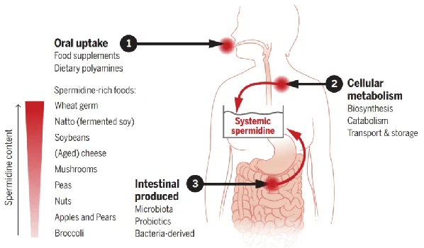 spermidine source spermidine source